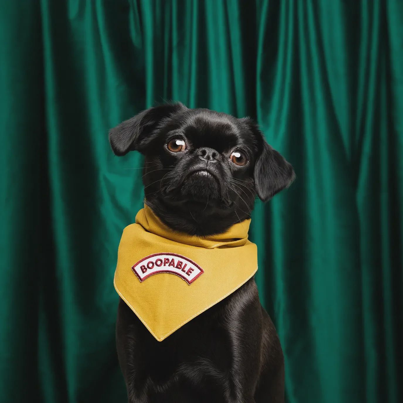 Boopable Embroidered Patch for Pets  Scout's Honor