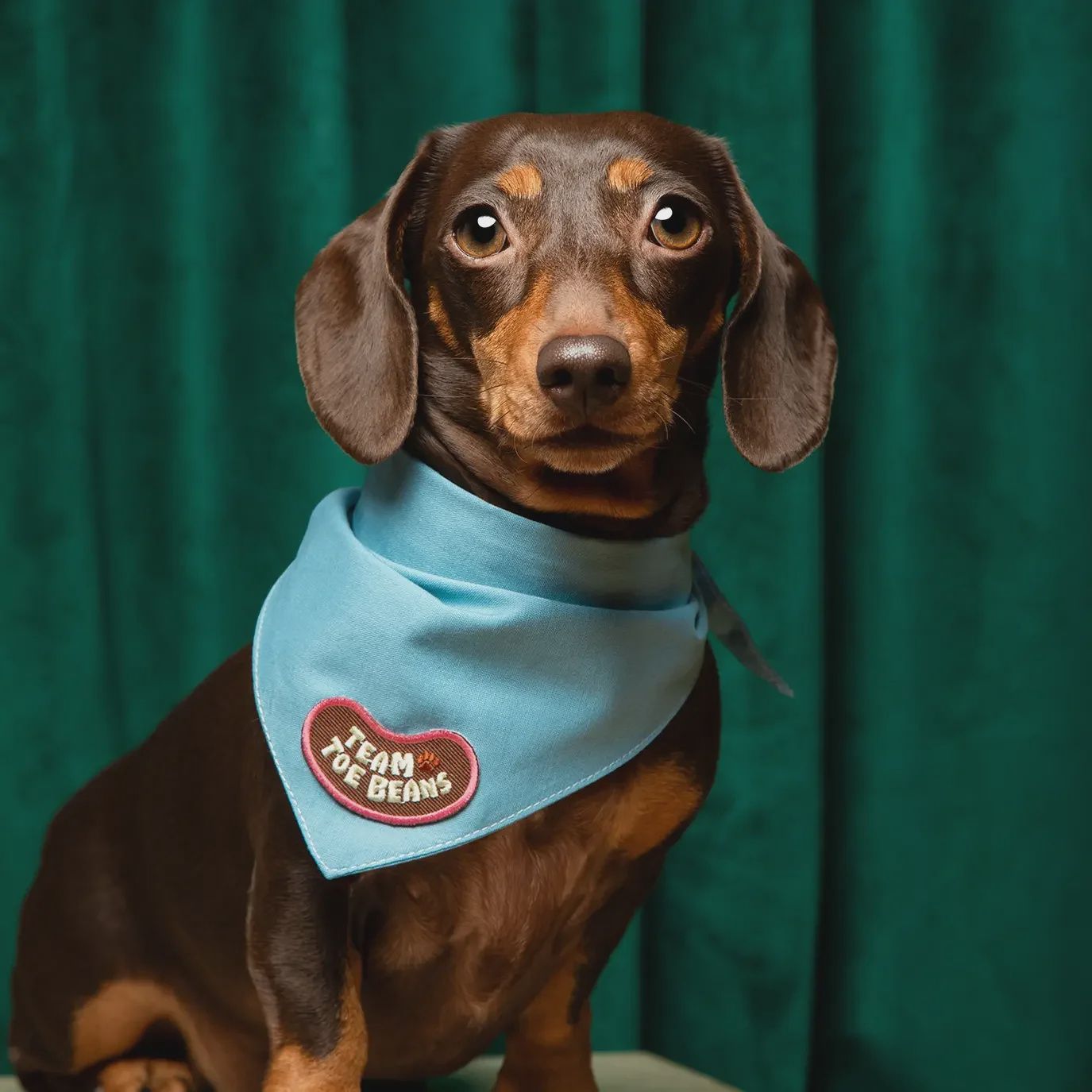 Team Toe Beans Embroidered Patch for Pets  Scout's Honor