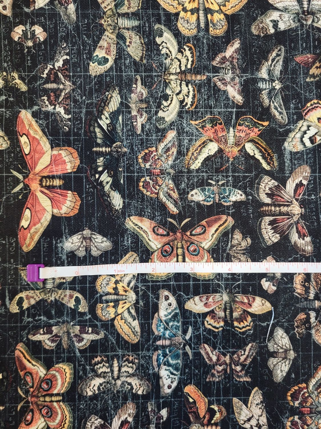 Halloween Moth Study Canvas - Free Spirit Fabrics