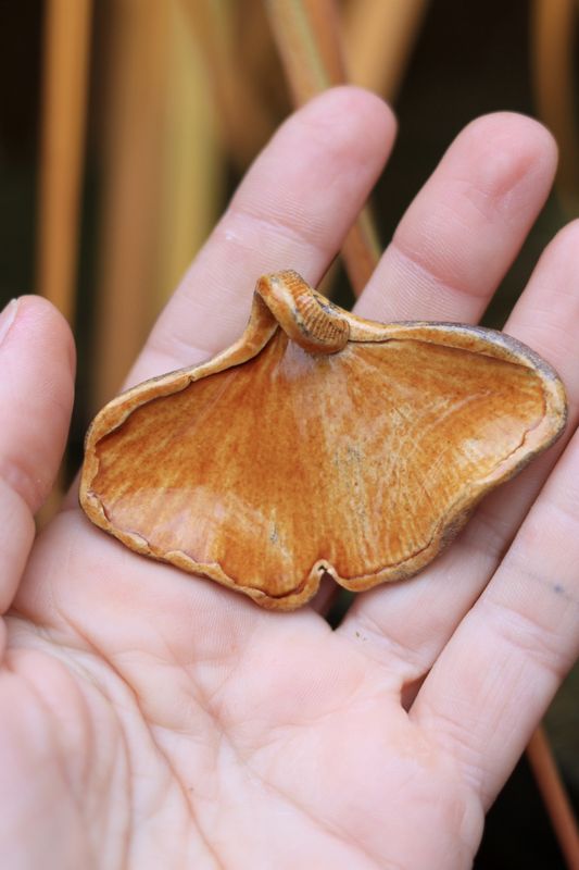 Zawieszka Miłorząb