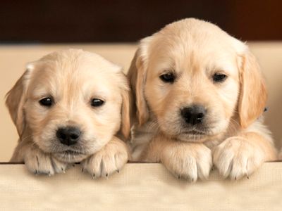 everything 4 dogs
