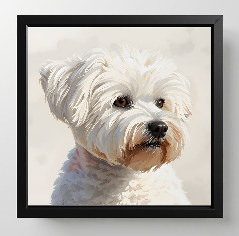Maltese, Dimensions : 10 in × 10 in = 25.4 cm × 25.4 cm