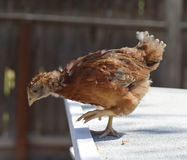 POLLO ROAD ISLAND RED