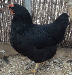 GALLINA PONEDORA NEGRA