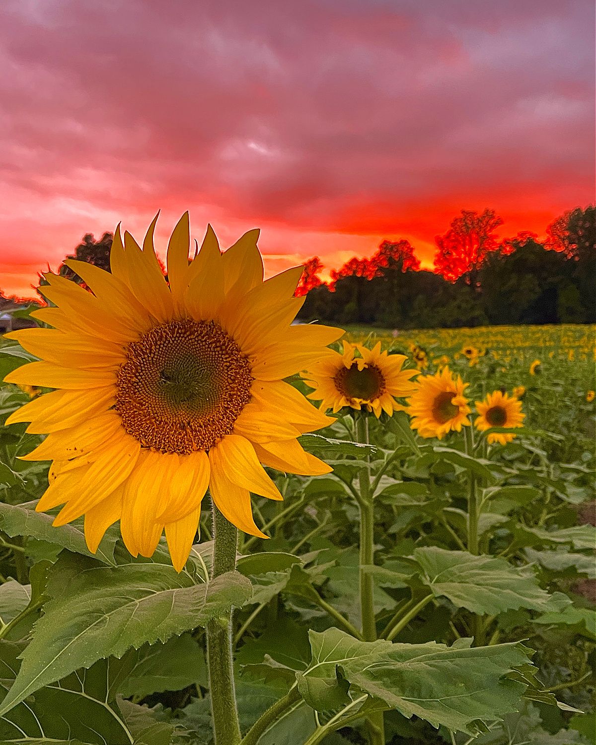 Sunflower Paint & Sip | 9/18 | 6pm