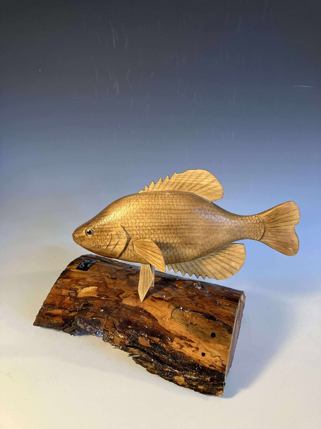 Bluegill Swimmer