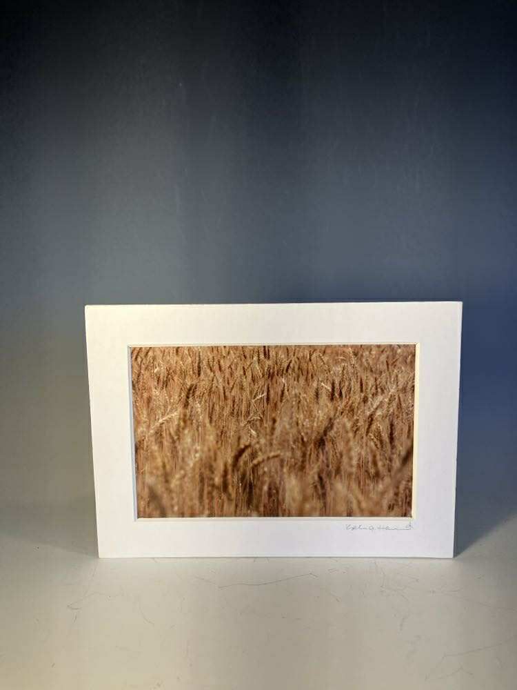 Wheat Field