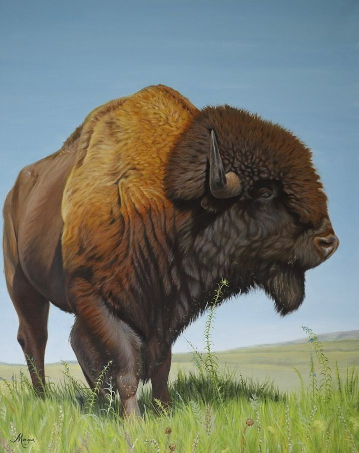 Prairie Bison