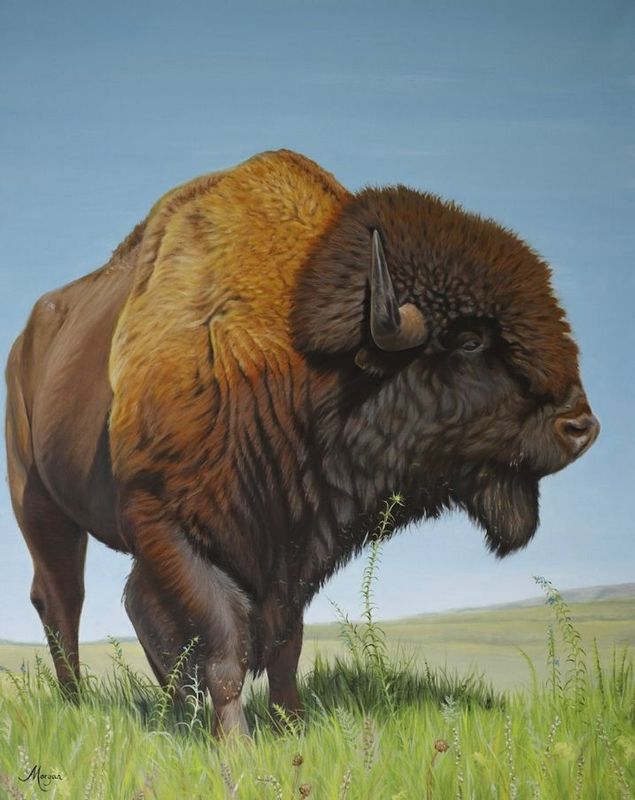 Prairie Bison