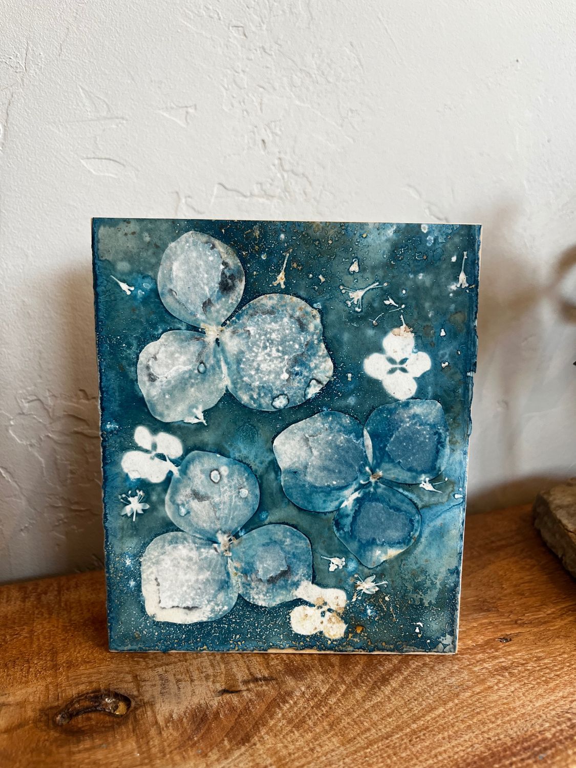 Hydrangea