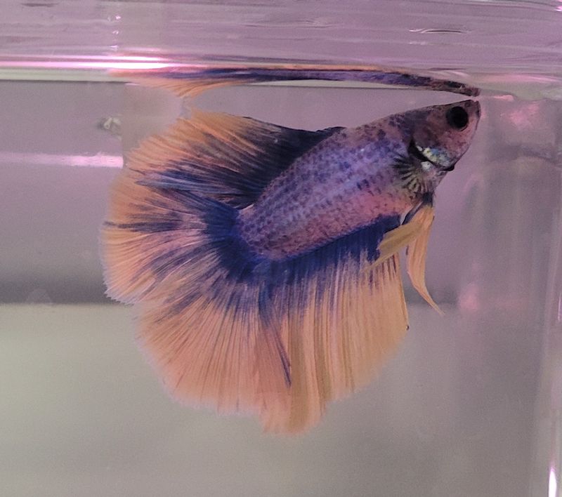 Double Tail Male Betta