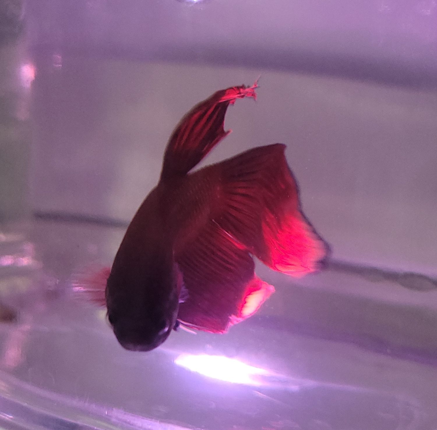 Male Betta