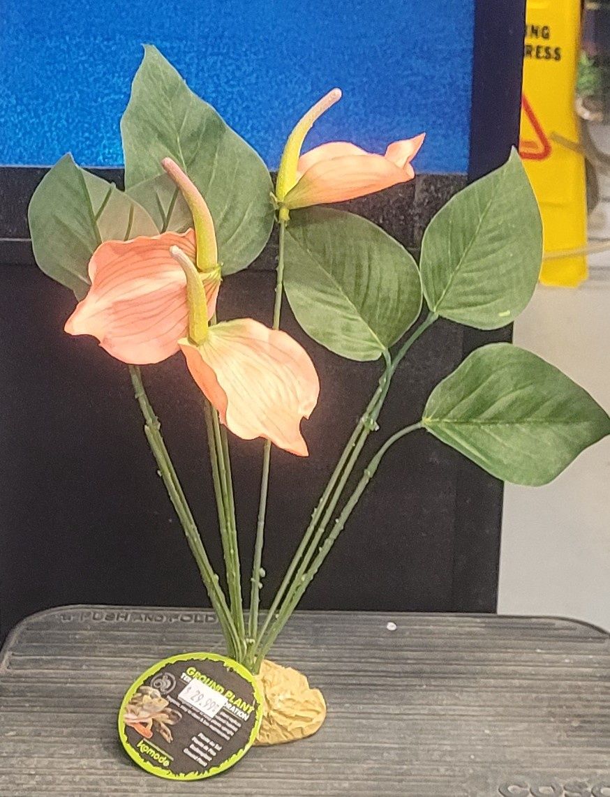 Komodo Anthurium Bush 29cm