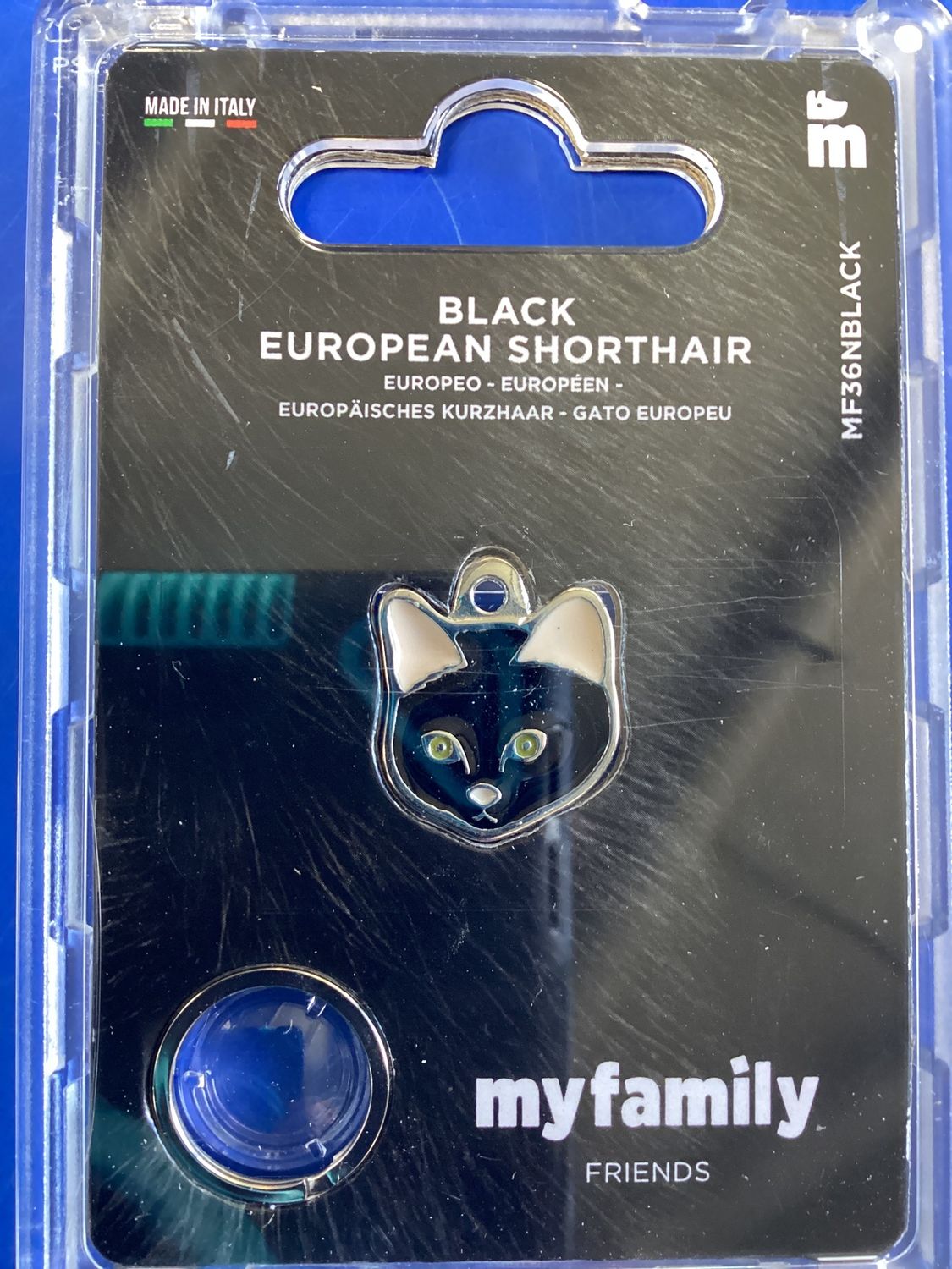 MF Black European Shorthair