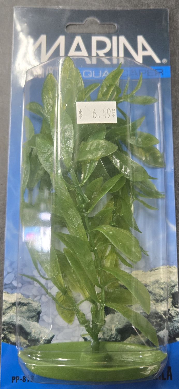 Marina Aquascaper Hygrophila 20cm