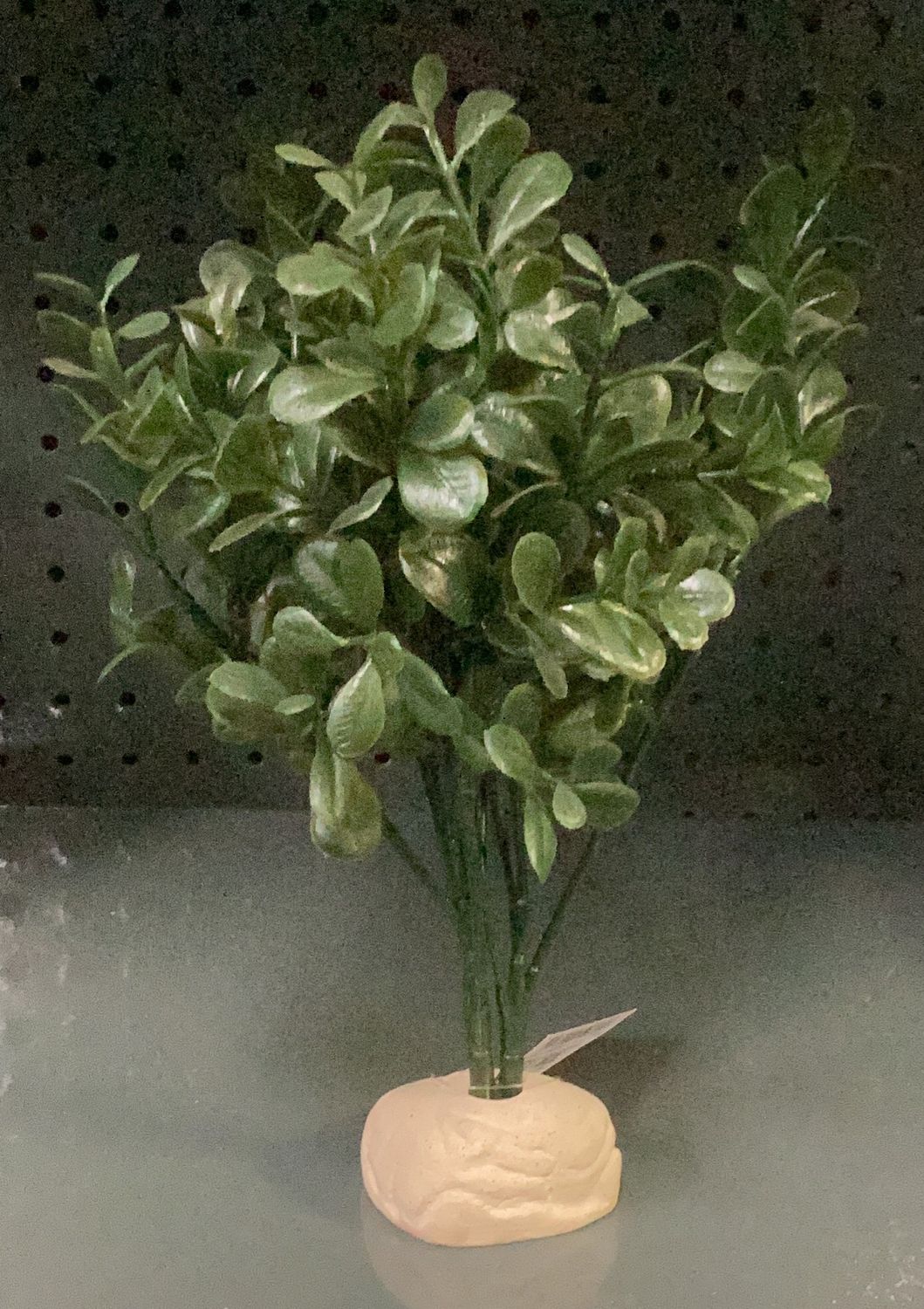 Exo Terra Calcarea Boxwood Plant