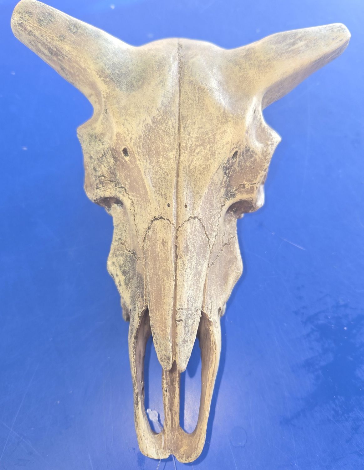 Komodo Deer Skull