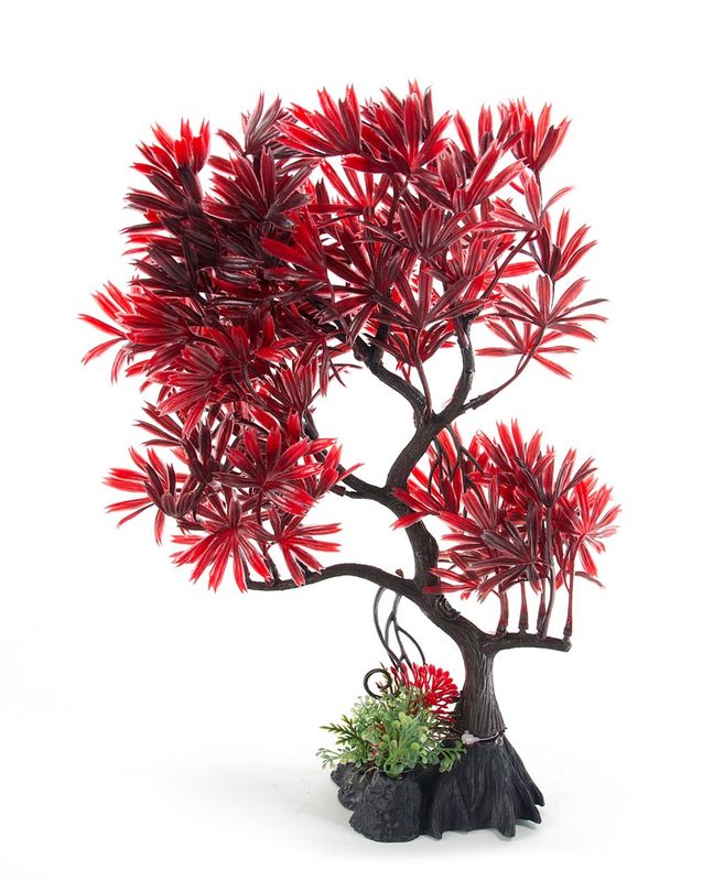 Aqua Fit Red Japanese Maple Bonsai Tree 11&quot;