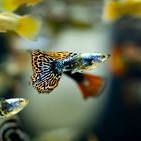 Assorted Fancy Guppy