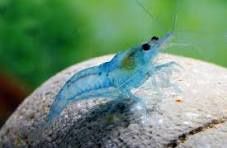 Blue Pearl Shrimp