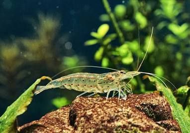 Ghost Shrimp
