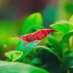 Cherry Shrimp