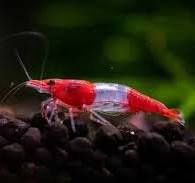 Red Rilli Shrimp