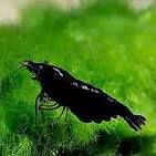 Black Shrimp