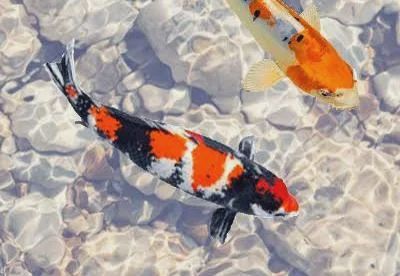 Koi Pond Fish