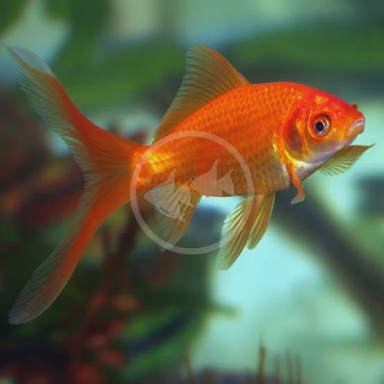 Feeder Goldfish