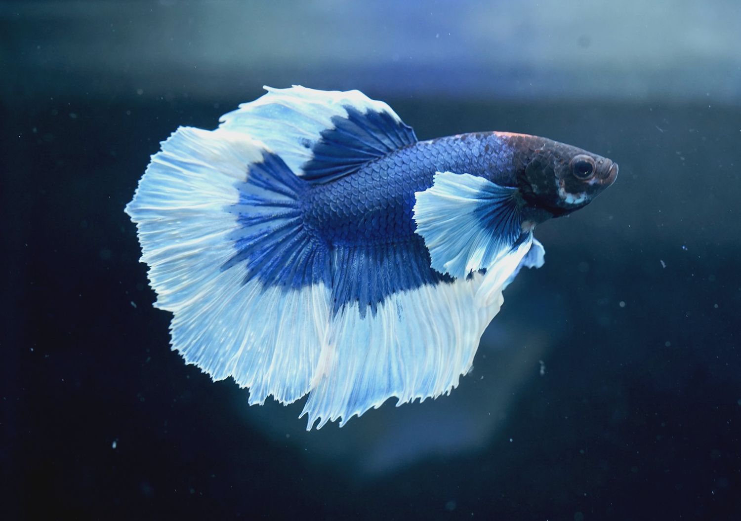 Male Betta Fish