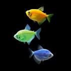Glo Fish Tetra