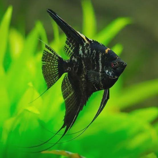 Medium Size Angelfish