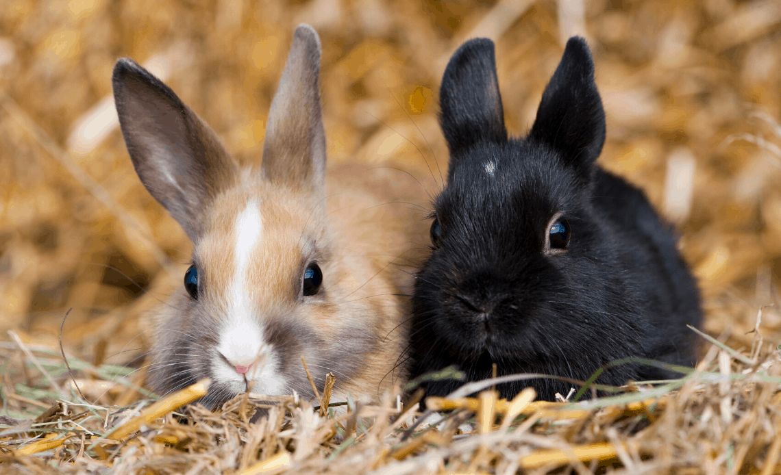 Netherland Dwarf Bunny
