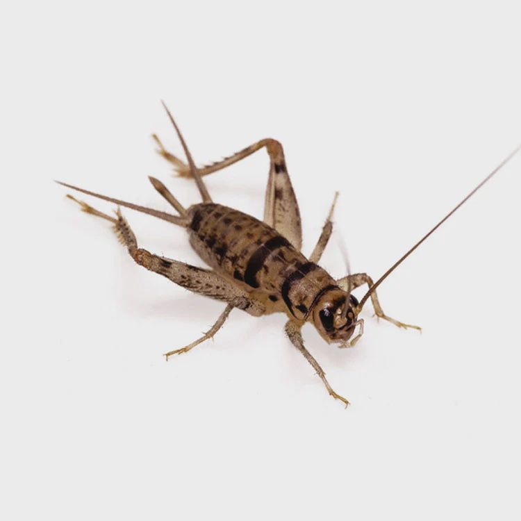 Crickets