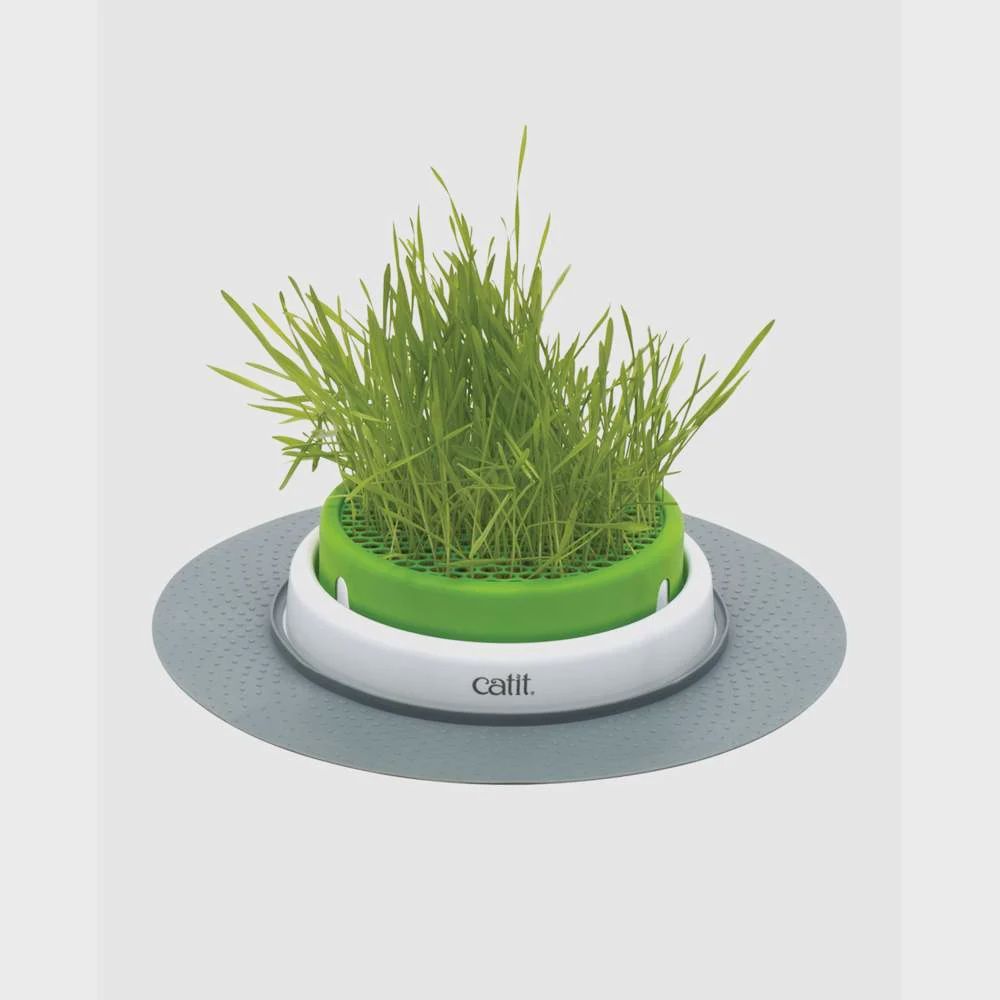 Cat It Cat Grass