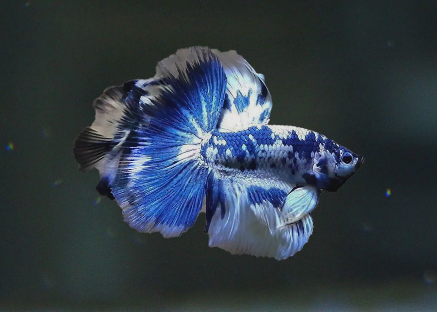 Betta Half Moon Male Marble