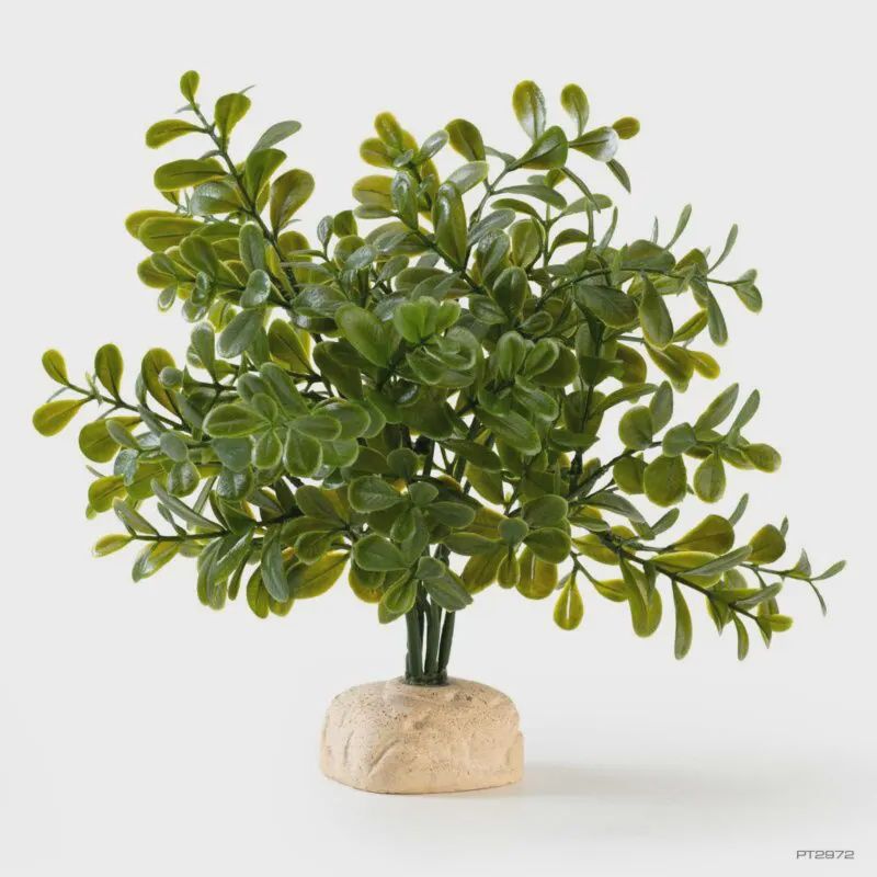 Exo Terra Calcarea Boxwood Plant