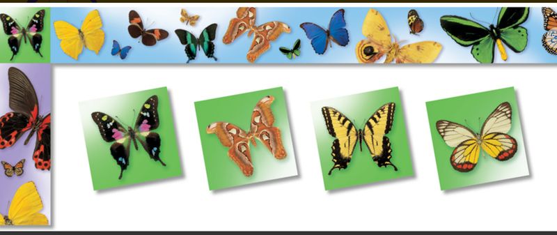 Butterflies &amp; Moths - Trimmers, All Around the Board