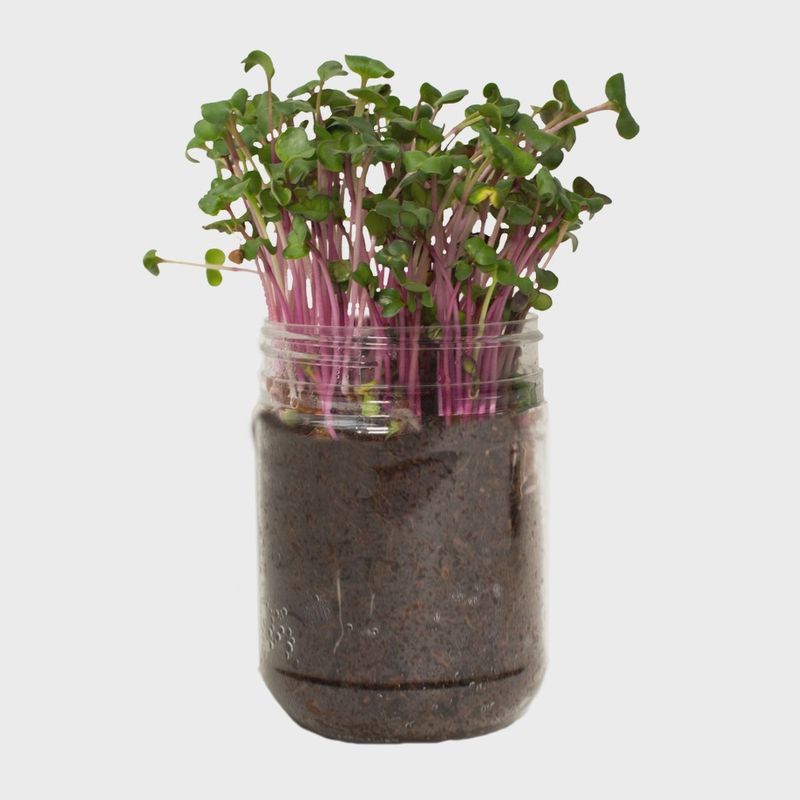 Grow Your Own Groceries - Cilantro Microgreen Kit