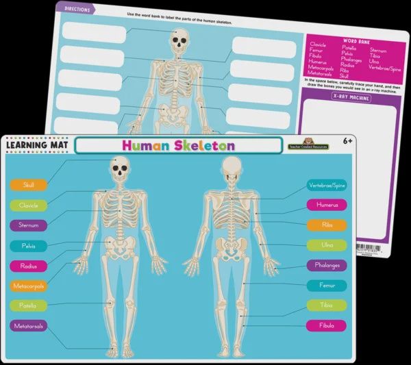 Human Skeleton Learning Mat