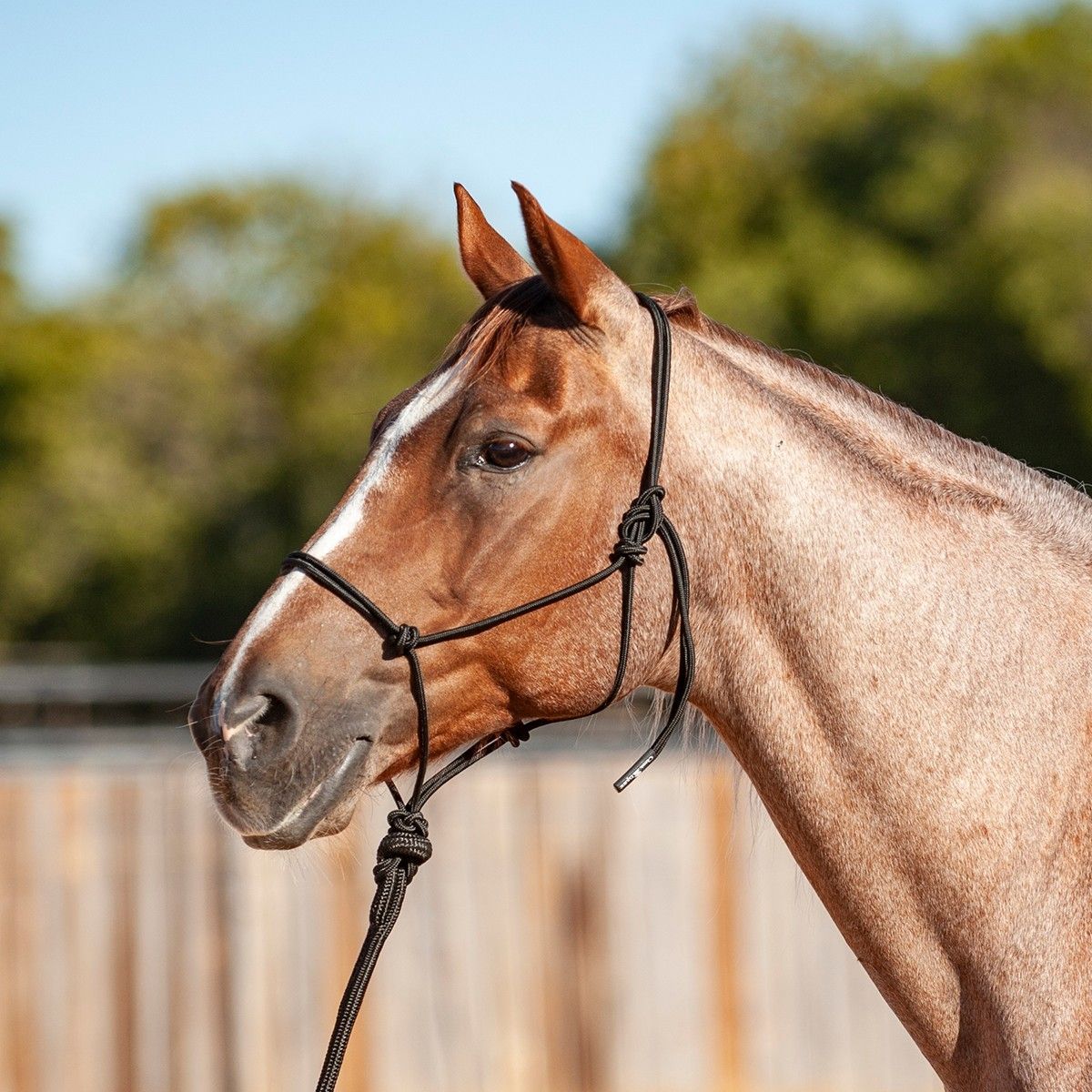 CLASSIC EQUINE HALTER WITH 8' LEAD ROPE - BLACK