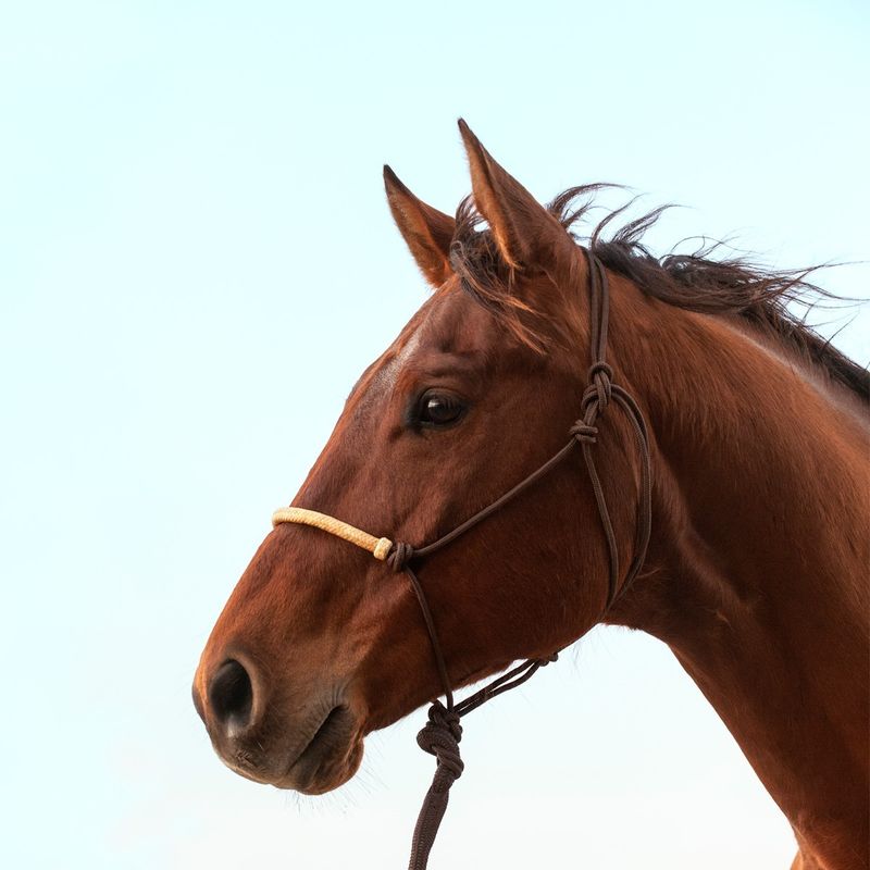 ROPE HALTER WITH RAWHIDE NOSEBAND - BROWN