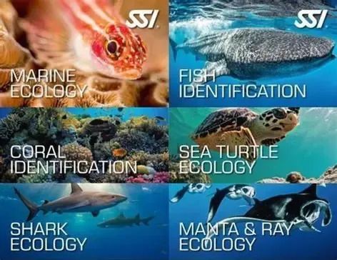 SSI Ecology Bundle Digital Kit