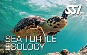 Sea Turtle Ecology Sea Turtle Ecology