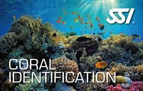 Coral Identification