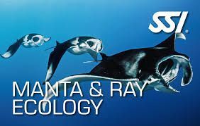 Manta & Ray Ecology