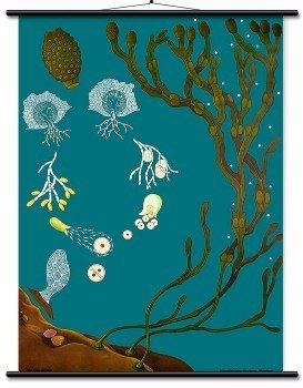 Educational Wall Chart Bladderwrack