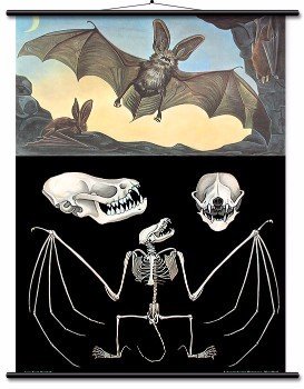 Educational Wall Chart Long Eared Bat