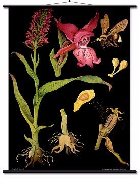 Educational Wall Chart Orchid
